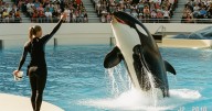 Jessica Radcliffe en la vida real: La historia de Dawn Brancheau, entrenadora que fue atacada por una orca