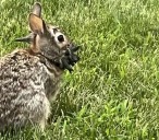 'Frankenbunnies' with spikes on heads scaring Americans