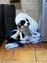 Buscan hogar para el perrito Hachi