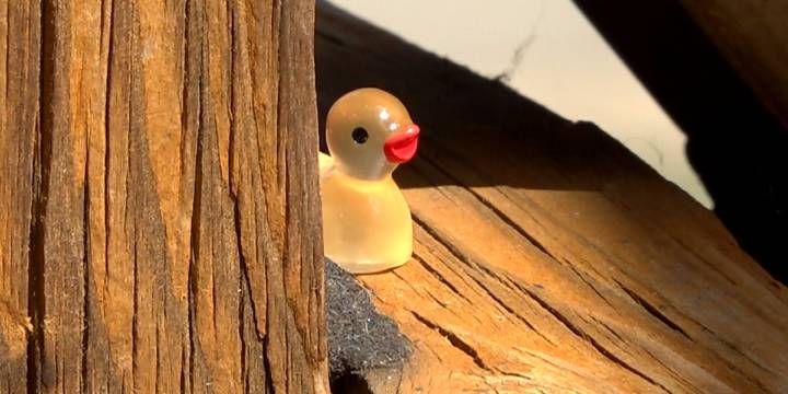 Hidden ducks bring smiles across franklin county