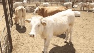 USDA revisará exportación ganadera en Sonora en septiembre