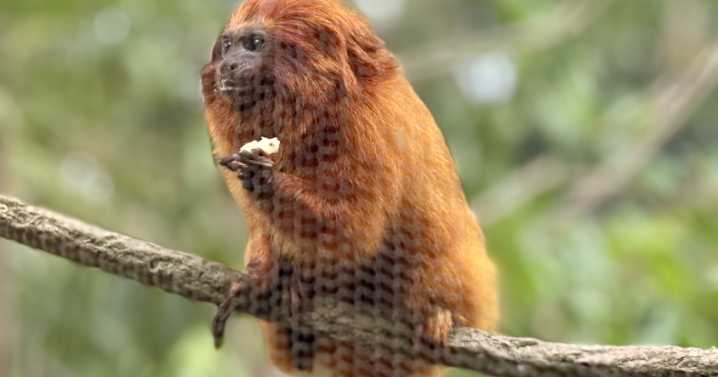 Palm Beach Zoo unveils new habitat for sloths, endangered tamarin monkeys