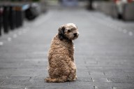Obtiene FGJ orden de aprehensión contra mujer que mató a golpes a una perrita en Coyoacán