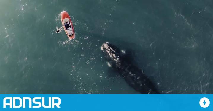 Convivir con las ballenas: las medidas que deben cumplir quienes navegan y realizan actividades acuáticas