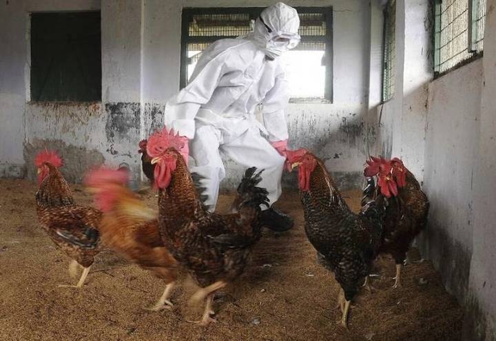 Argentina suspende parte de las exportaciones de productos aviares tras detectar un caso de gripe aviar