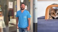 Diego Díaz, veterinario etólogo, advierte: ‘El láser es un juguete prohibido para los gatos, les puede generar ansiedad’