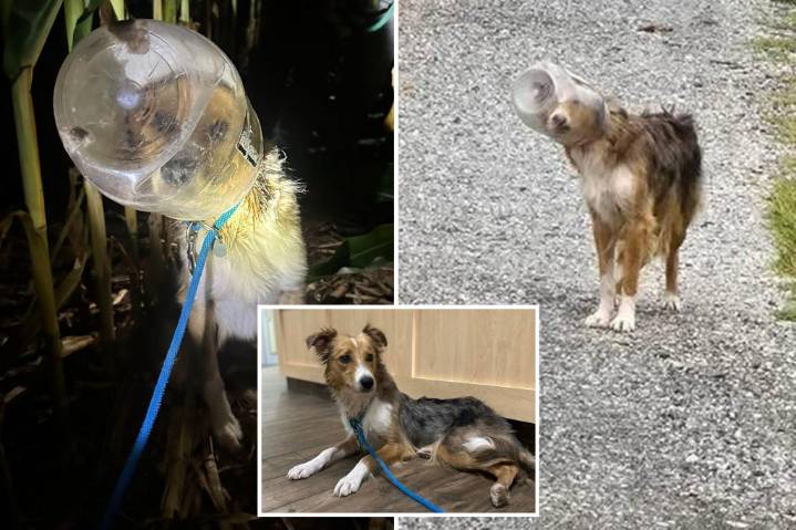 Dog named ‘Dallas Cheddar’ rescued after days with head stuck in cheese ball bucket: video