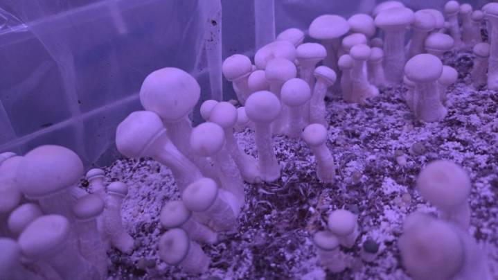 'An industry of empathy': Denver's 1st psilocybin mushroom cultivation facility begins operations