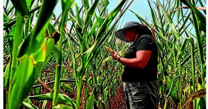 UNCERTAIN HARVEST