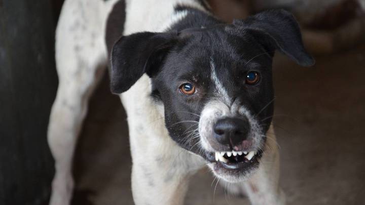 ¡Es oficial! Hasta 8 años de cárcel si tus perros atacan a alguien