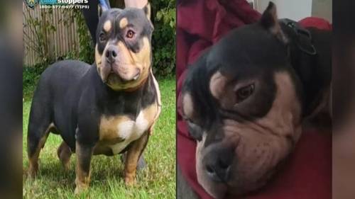 Dog Stolen: American Bulldog stolen while owner slept on subway in the Bronx