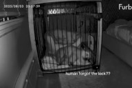 Owner Forgets to Lock Crate at Night, Cam Reveals Dog's Unexpected Reaction