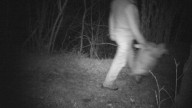 Investigan qué pasó en la zona de Somiedo arrasada (una vez más) por las llamas: en 2017 grabaron a un incendiario... pero quedó libre