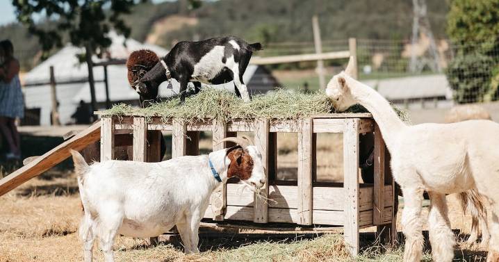 Silobration NW Celebrates Five Consecutive Years of Abbey Road Farms’ Wine Harvest Season