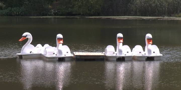 Swan boats at Forest Park available to rent through September