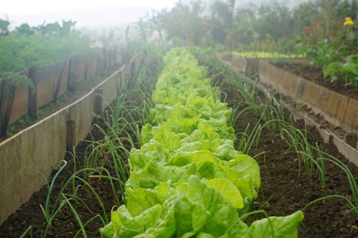 Allotments to be sold to settler colonialists