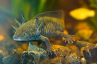 Scientists search for DNA of an endangered salamander in Mexico City’s canals