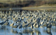 Texas Was Set to Create Its Largest Wildlife Refuge. Then the Feds Did Something They’d Seemingly Never Done Before.