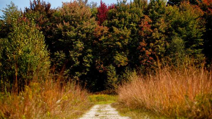 How long before Michigan's trees show fall colors?