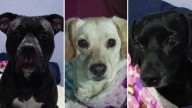 Policías de la CDMX Rescatan a Mascotas de Mujer que Fue Desalojada en Iztacalco