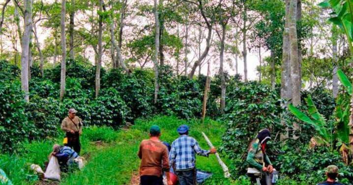 Cafeteros de Santander prevén caída en la producción, pero mantienen las buenas expectativas