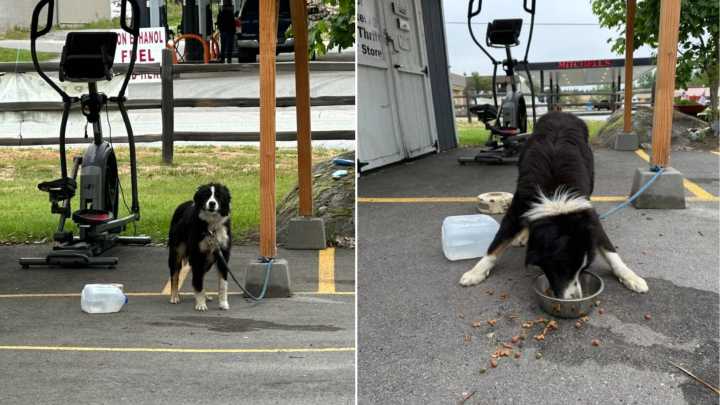 Idaho Shelter Workers Stumble Upon Frightened Dog Tied To Shed And Are Left Devastated