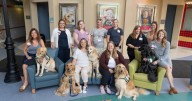 American Family Children's Hospital adds two new dogs to Canine Health program