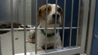 Clear the Shelters event aids local dogs in finding homes