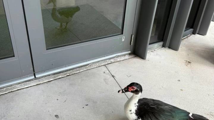 Individuals documented abusing beloved University of Miami campus duck, 'Ivan'