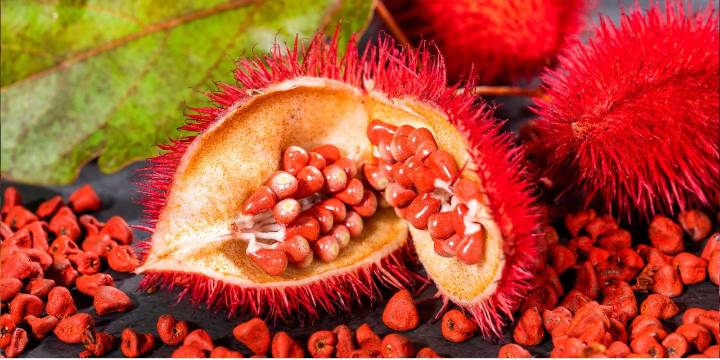 Achiote: el remedio natural mexicano que combate fiebre, sarampión, úlceras y más