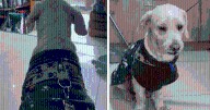 Dueño dejó a su perrito en peluquería canina en Comas y nunca regresó: había dejado falso número a veterinario