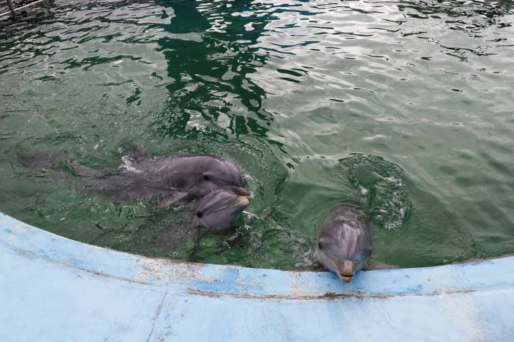 Polémica. Las fotos de los animales del Aquarium