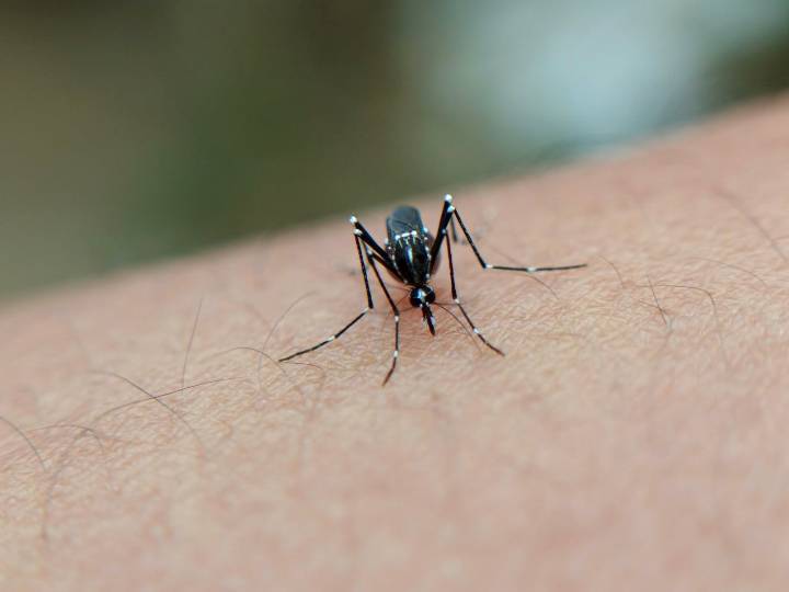 EE.UU. suspende licencia de venta de vacuna contra chikunguña