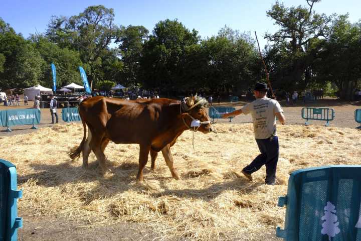 La Feria de Ganado del Pino 2025 llena Osorio de tradición y vida rural