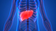 Descubren un hongo intestinal que revierte la enfermedad hepática MASH