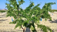 Comienza la campaña de almendra de buena calidad pero con menos fruto