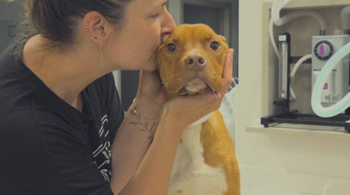Calgarians line up for affordable pet care at new animal hospital