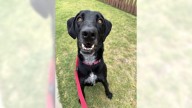 Lab mix Oreo is an intelligent, loyal boy