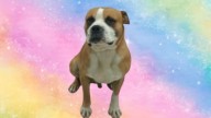 Chato es un perrito callejero que está en resguardo porque fue apedreado, busca un hogar amoroso