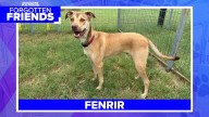 Adopt Fenrir: An Energetic Terrier Mix Awaits His Forever Home