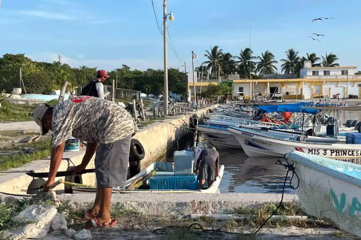 Crisis del pulpo en Yucatán: pescadores del litoral Oriente denuncian sobreexplotación y pesca furtiva