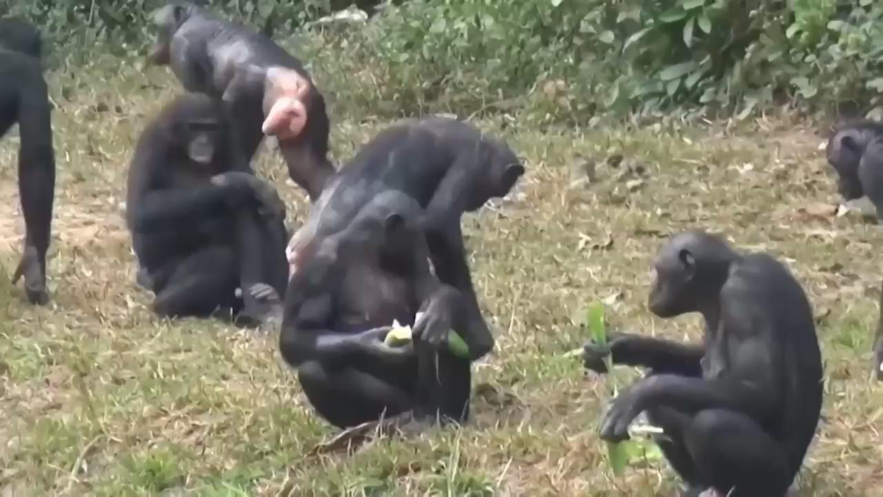 How Bonobo apes can remember where you are EMBARGO 23:05 GMT