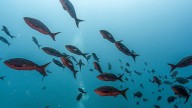 Millions watch livestream of deep sea creatures from Argentina, latest in 'slow TV' fad