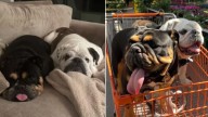 Arizona Owner Took Her Lonely Dog To The Daycare Not Realizing Everything Was About To Change
