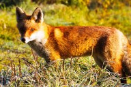 2 People Attacked by Rabid Fox in North Carolina, Authorities Say