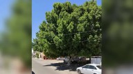 Derriban árbol con más de medio siglo en Hermosillo