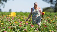 Dakota Gardener: Plant variegation