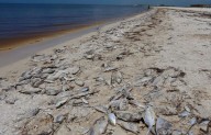 Cientos de peces muertos llegan al puerto de Chuburná, Yucatán