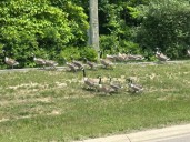 What can be done about ‘nuisance’ Canada geese in Oakland County?