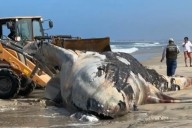 Hallan ballena joven varada en costas de Tijuana